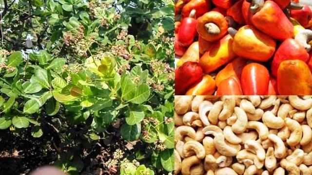 cashew-in-mp cashew-in-mp