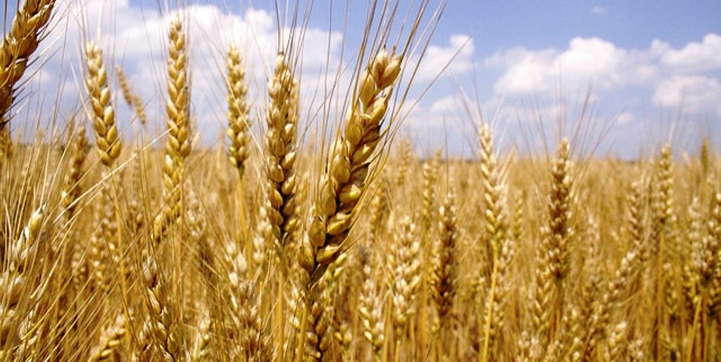 wheat-crop wheat-crop