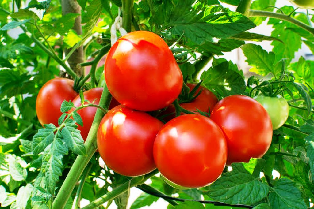 Chandrashekhar Azad Agricultural University Kanpur Chandrashekhar Azad Agricultural University Kanpur