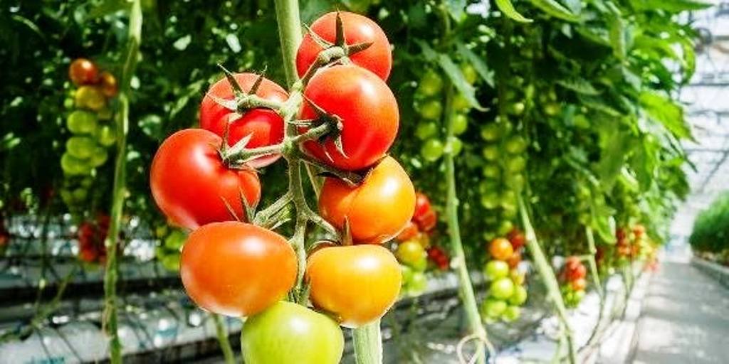 Tomato farming Tomato farming