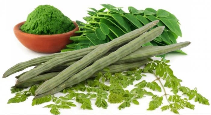 moringa moringa